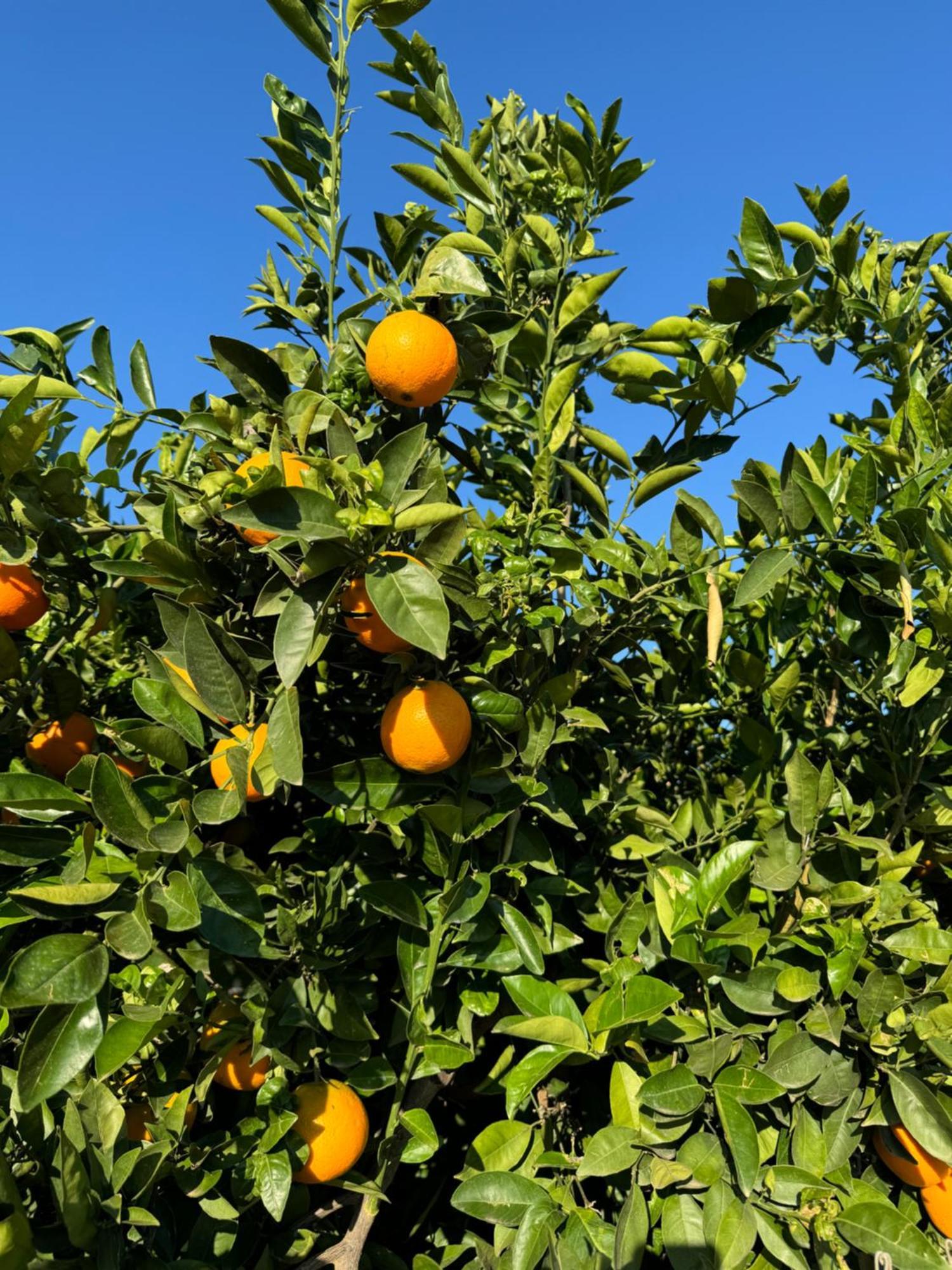 Finca Malata Turís Dış mekan fotoğraf